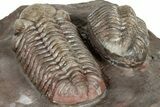 Colorful Austerops Trilobite Fossil - Jorf, Morocco #328589-5